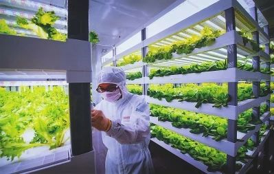 中日荷三国“植物工厂”的最新发展案例一览